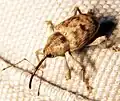 Nosatec rodu Curculio