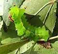 Housenka martináče Actias selene