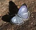 Modrásek Acytolepis puspa