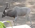 V Hannoverské ZOO