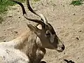 V Louisville Zoo