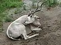 V Louisville Zoo