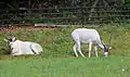 Zoo Praha
