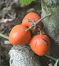 Plody Adenia hondala