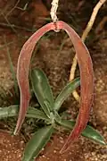 Souplodí Adenium boehmianum