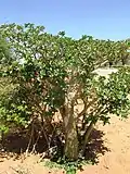 Adenium multiflorum
