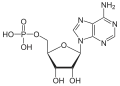Adenosinmonofosfát
