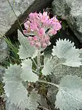 Havez bělolistá (Adenostyles leucophylla)