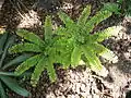 Netík znožený (Adiantum pedatum)
