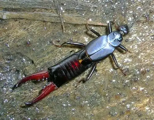 Asijský Adiathetus tenebrator