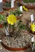 Hlaváček povolžský ve švédské botanické zahradě