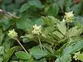 Pižmovka mošusová (Adoxa moschatellina)