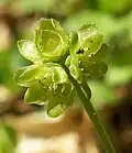 Květenství pižmovky mošusové (Adoxa moschatellina)