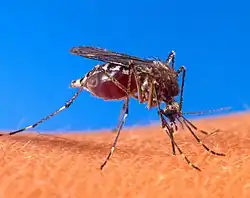 Close-up photograph of an Aedes aegypti mosquito biting human skin