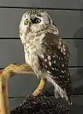 Sýc rousný (Aegolius funereus)