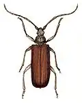 tesařík drsnorohý