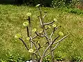 Aeonium arboreum