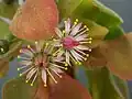 Aeonium goochiae
