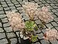 Aeonium lancerottense