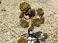 Aeonium percarneum