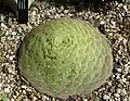 Aeonium labuliforme