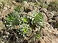 Aeonium urbicum