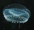 Světélkující medúza Aequorea victoria