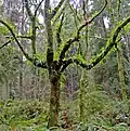 Osladič Polypodium glycyrrhiza jako epifyt mírného pásma – Tacoma, Washington (USA)