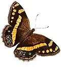 Babočkovitý motýl Aeropetes tulbaghia