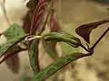 Zelený květ Aeschynanthus longicaulis