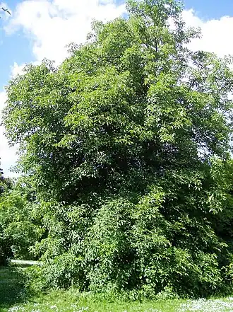 alternativní popis obrázku chybí