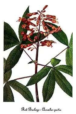 Aesculus pavia