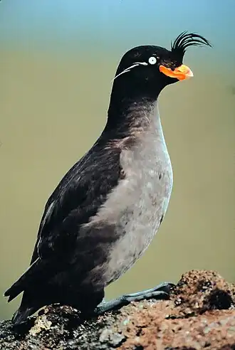 alternativní popis obrázku chybí