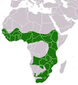 rozšíření vydry africké