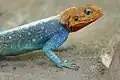 Agama osadní - detail