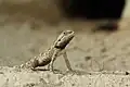 agama stepní