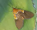 Asota speciosa
