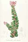Kresba Agarista subrotunda