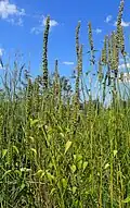 Agastache nepetoides v přirozeném prostředí
