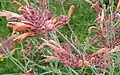 Agastache rupestris