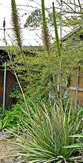 Agave striata