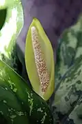 Květenství Aglaonema 'Maria Kristina'