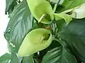 Kvetoucí Aglaonema simplex