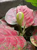 Kultivar 'Valentine'