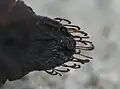 Kukla martináče bukového, detail posledního článku