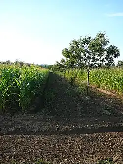 Agrolesnictví (kukuřice a kaštan)