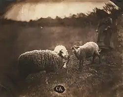 Ovce s pasačkou