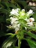 Ajuga boninsimae (Japonsko)