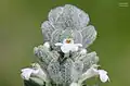 Ajuga vestita (Turecko)