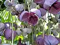 Akébie pětičetná (Akebia quinata)